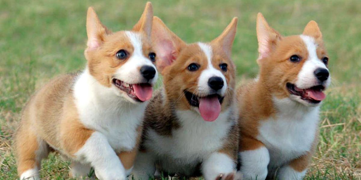 Welsh Corgi  Cuccioli belli e simpatici. Maschio e femmina pronti per una casa affettuosa. Per l'ado