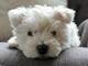 Cuccioli west highland terrier cuccioli di west highland terrier