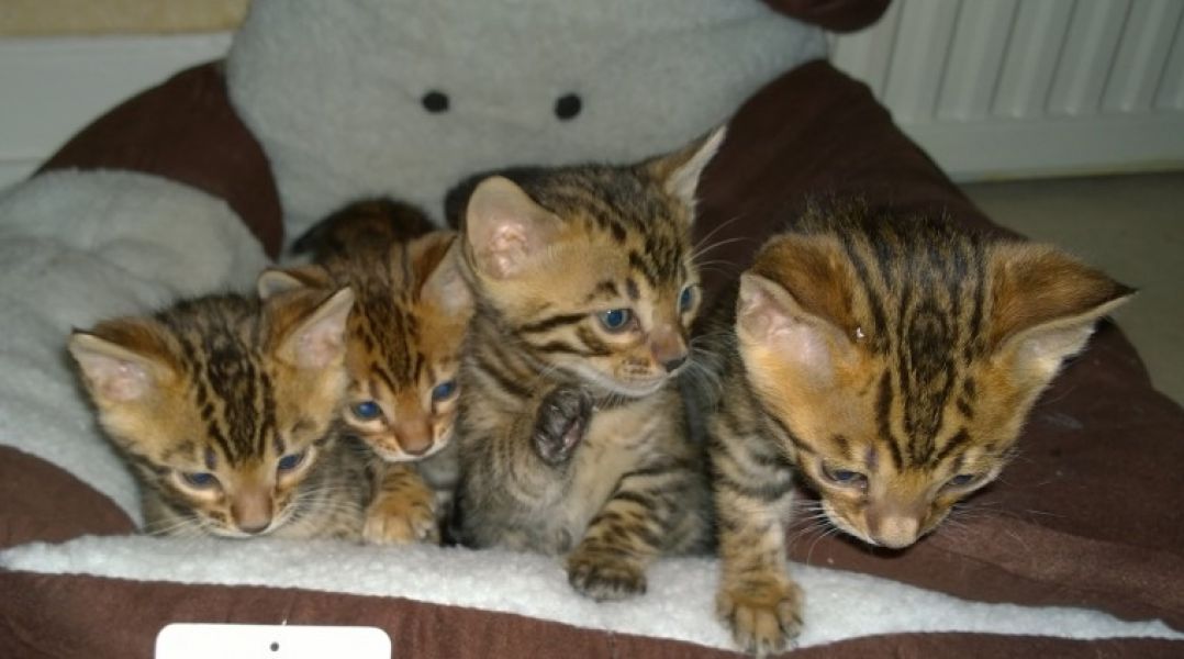Gattini di Bengala X Fiduciosi Gorgeous