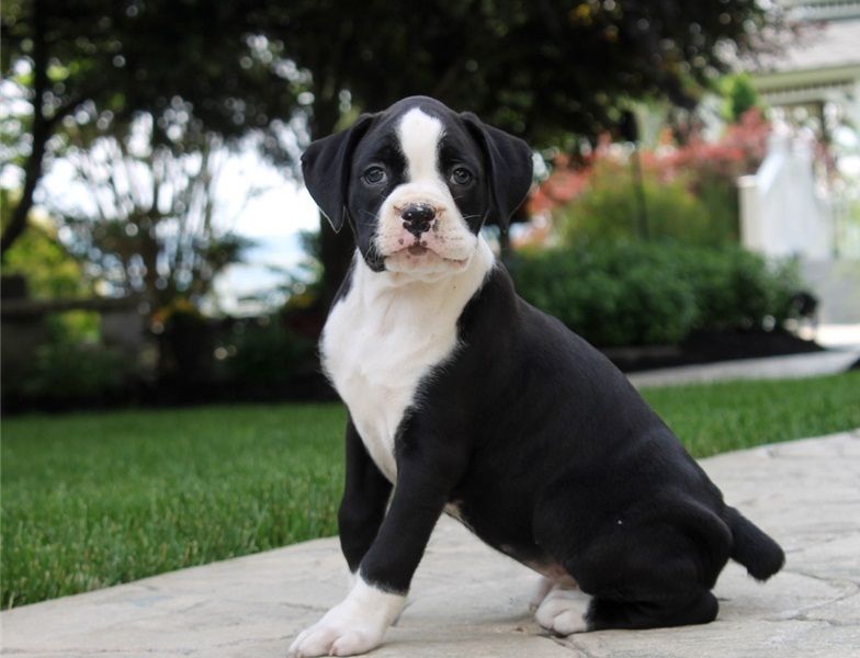 Regalo Cuccioli di Boxer