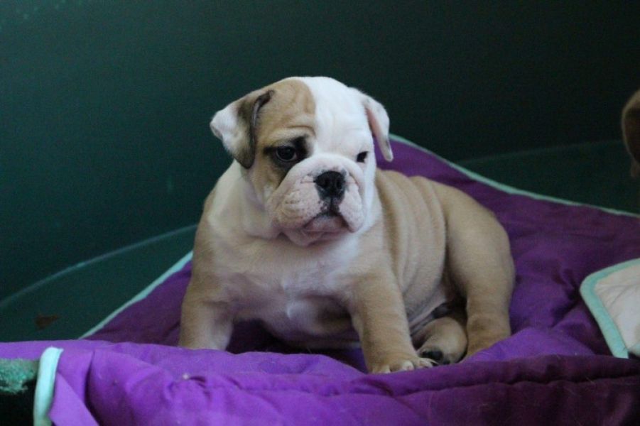 Regalo Bulldog inglese cuccioli disponibili Cuccioli disponibili