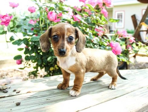 Regalo adorabili cuccioli  bassotto femminucce e maschietti disponibili gratuita i cuccioli sono vac