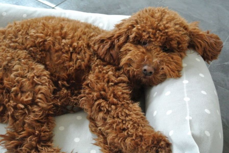 Regalo abbiamo cuccioli di barboncino