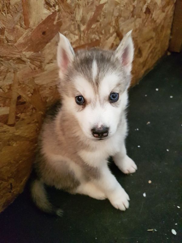 Cuccioli di Husky siberiano