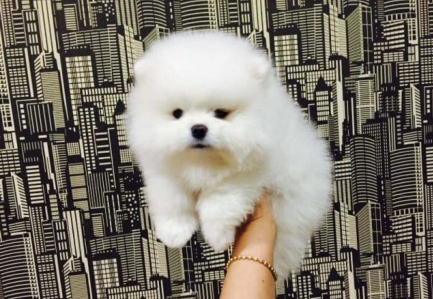 Regalo cuccioli di pomeranian !!!
