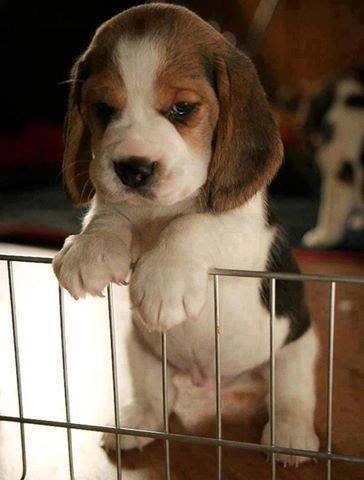 Regalo cuccioli di beagle 