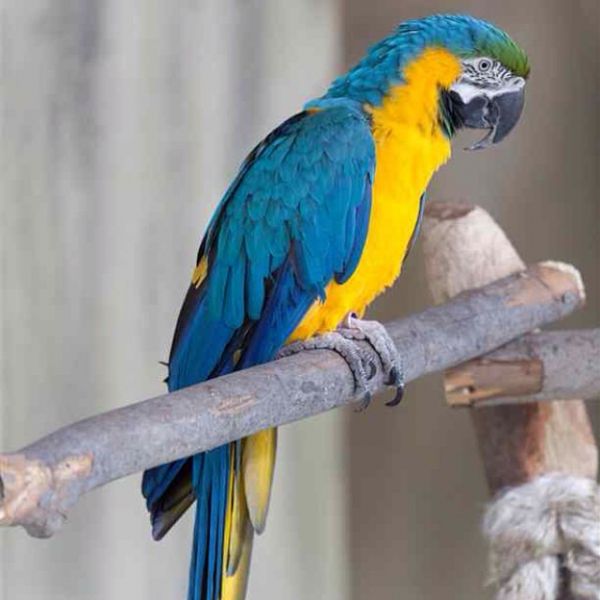 Regalo pappagalli Hahns Macaw