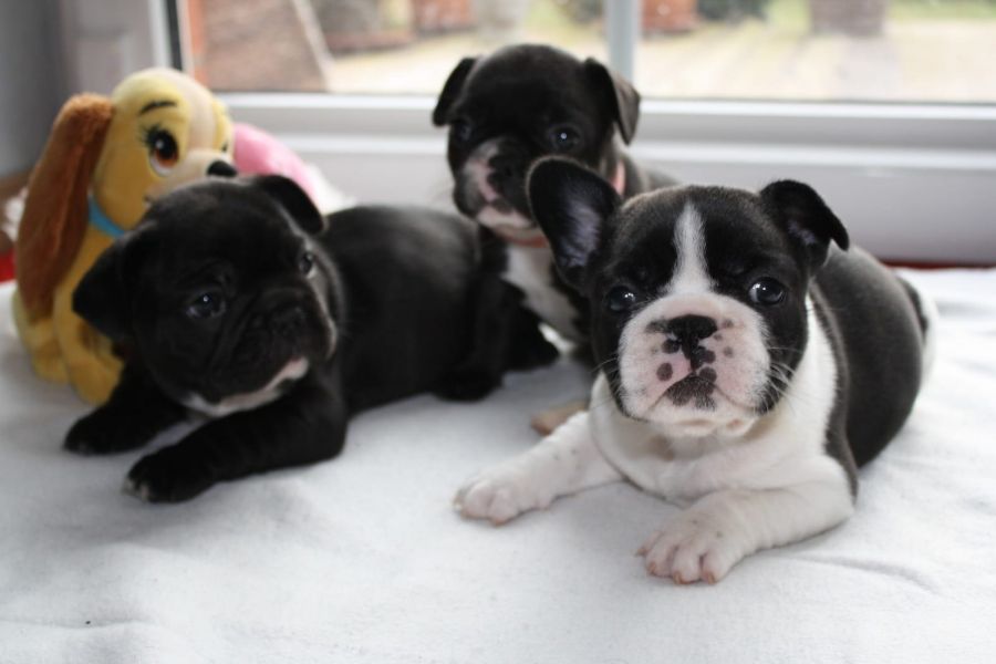 Cuccioli di razza bulldog francese per adozione 