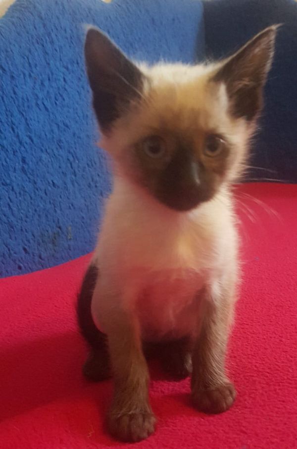 Siamese kitten  per adozione ( maschio e femmina )