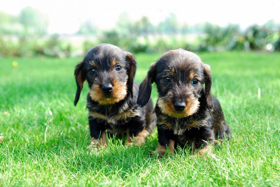 Molto bella e sani cuccioli di bassotti  per adozione maschi e femmine disponibili (gratis) 