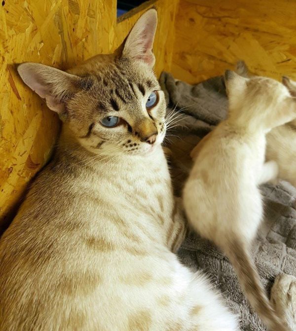  gattini Savannah   per adozione ( regalo  )