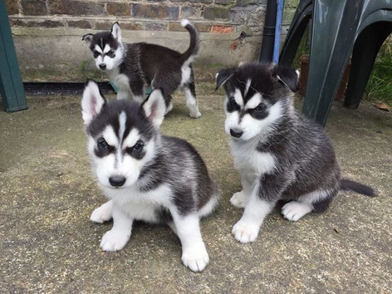 Cuccioli di Sibarian husky  per adozione ( maschio e femmina )