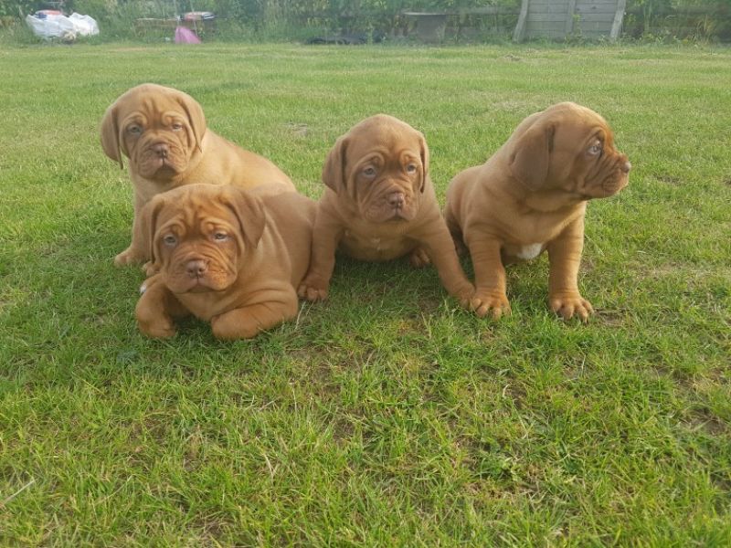 Regalo Cuccioli di Dogue de bordeaux in pronta consegna i cuccioli verranno Dato dopo 90 giorni dall