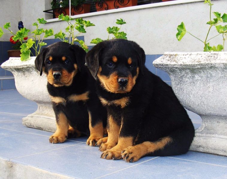 Bella e sani cuccioli di ROTTWEILER per adozione (gratis)