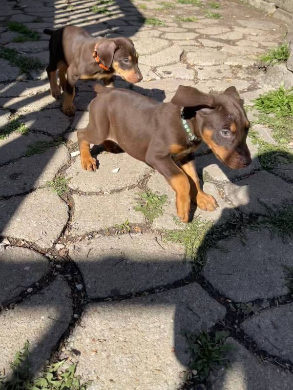 Regalo cuccioli di doberman Pinscher disponibili. 