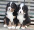 Bellissimi cuccioli di Bovaro del Bernese maschio e femmina