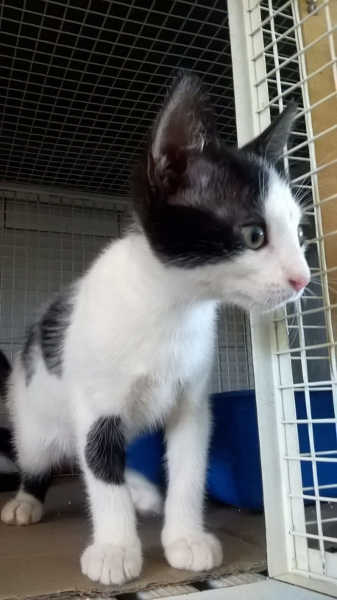 Gattini in adozione