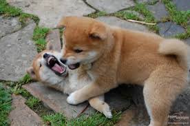 REGALO CUCCIOLI ~DI~ SHIBA INU~MASCHIO SIA FEMMINA  bellissimi cuccioli di shiba inu disponibili sia