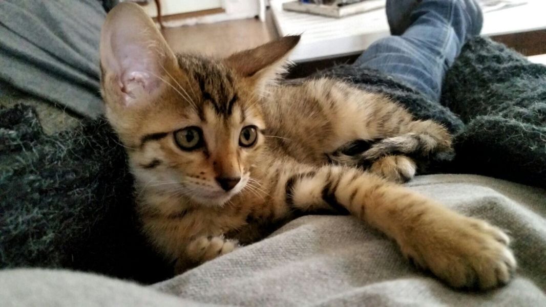 Molto bella e sani gattini Savannah  per adozione maschi e femmine disponibili (gratis) 