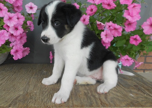  adorabili cuccioli di border collie femminucce e maschietti disponibili per l'adozione gratuita