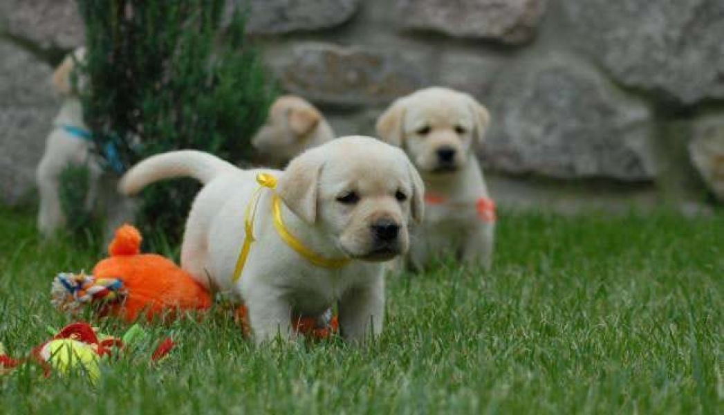  cuccioli di labrador  per adozione ( regalo  )