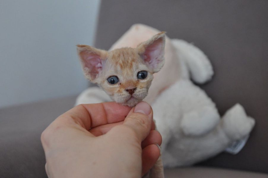  gattini Devon rex   per adozione ( regalo  )