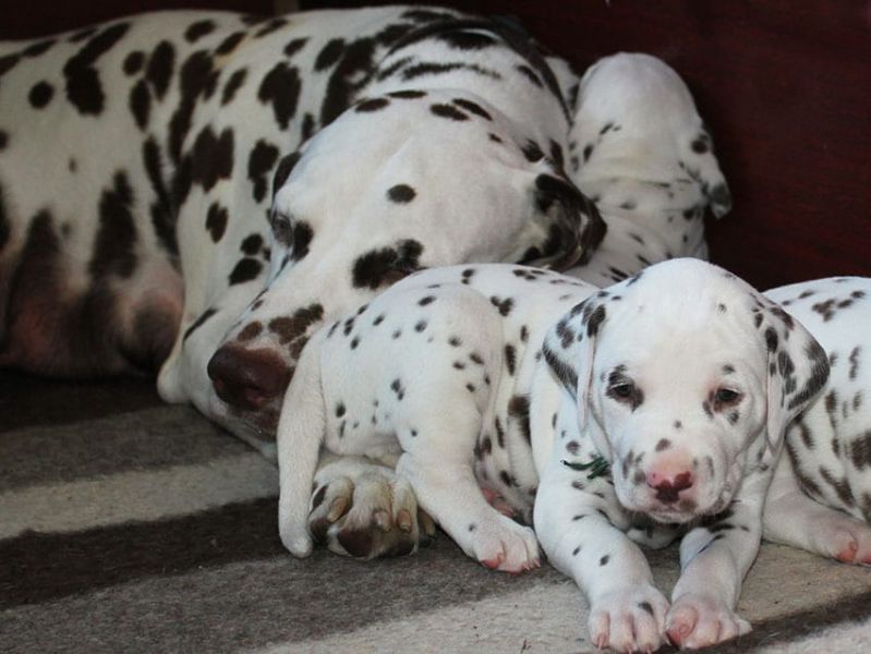   cuccioli di dalmata per adozione ( per regalo )