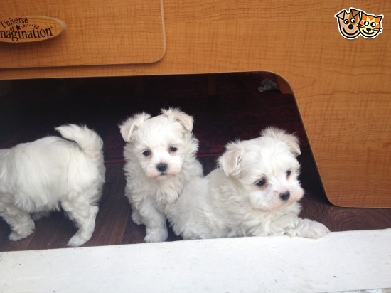 Cuccioli bianco Maltese Terrier Pure Kc