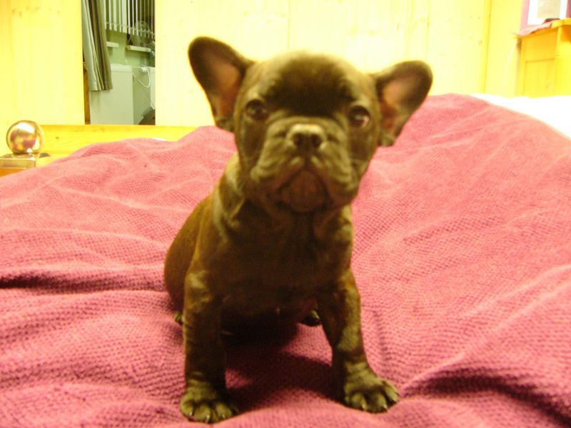 Cuccioli di razza bulldog francese per adozione 