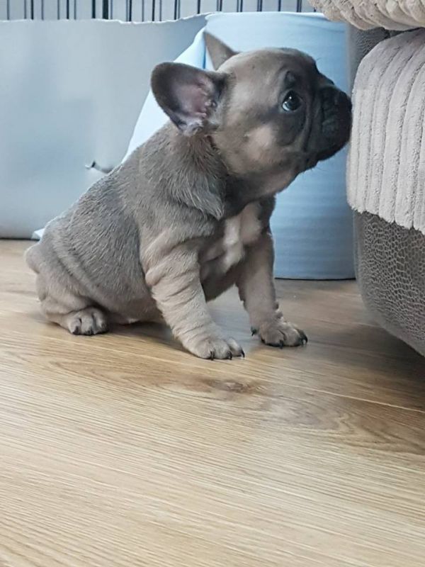 Adorabili cuccioli di Bulldog Francese femminucce e maschietti disponibili per l'adozione