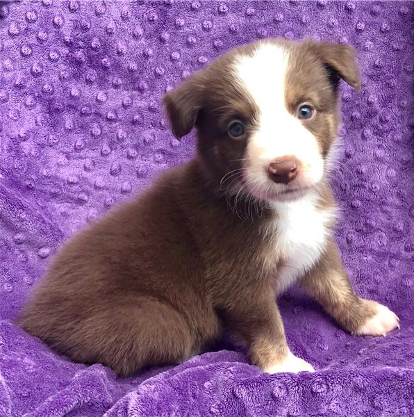 Regalo Cucciolo di Pastore australiano in pronta consegna i cuccioli verranno Dato dopo 90 giorni da