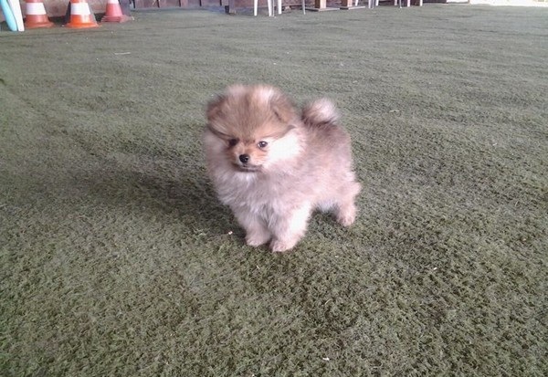 Regalo Cuccioli di spitz