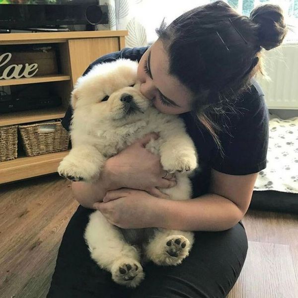 Dispongo di una cucciolata di razza CHOW CHOW