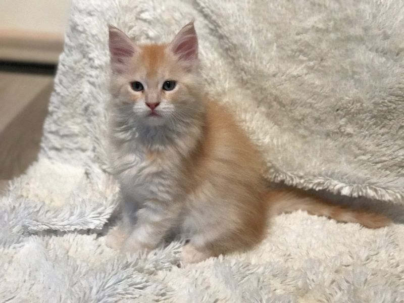  gattini main coon per adozione ( per regalo )