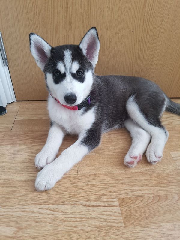 Regalo cuccioli Siberian Husky  Maschio e Femmina