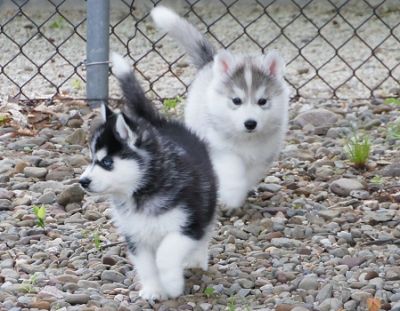 Regalo cuccioli Siberian Husky Maschio e Femmina