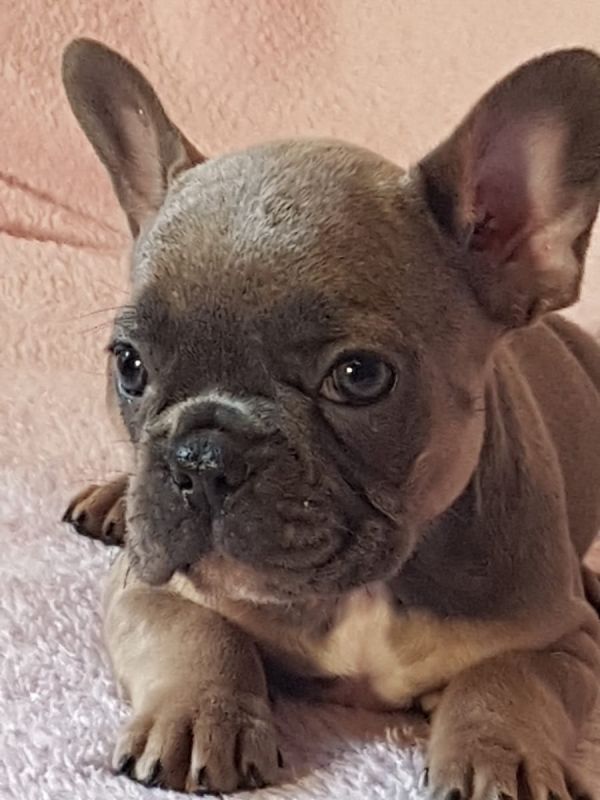 Adorabili cuccioli di Bulldog Francese femminucce e maschietti disponibili per l'adozione gratuita