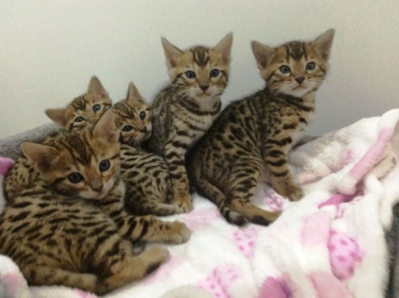 Bellissimo gattino bengala