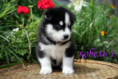 Regalo Cuccioli Siberian Husky 