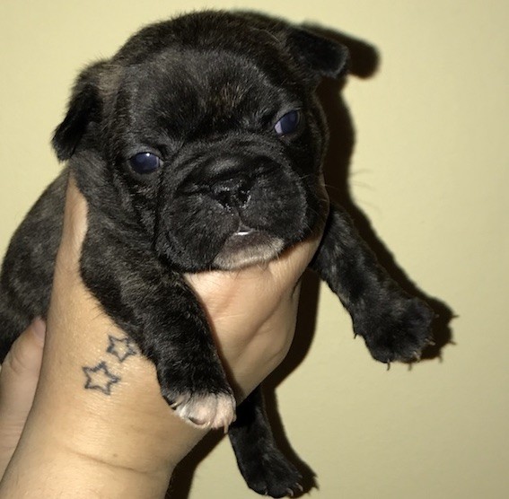 Cuccioli Bouledogue Francece con Pedigree Enci