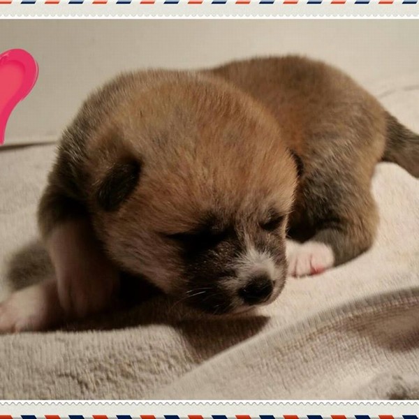 Akita Inu con Pedigree alta genealogia