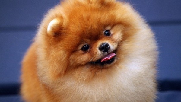 CERCO cucciolo di VOLPINO di Pomerania Spitz Tedesco nano