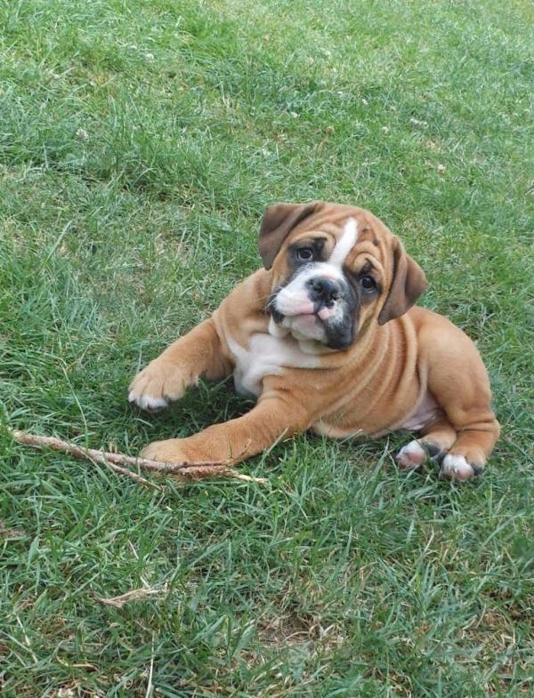 Voglio ri-casa il mio cucciolo di bulldog inglese di pura razza 