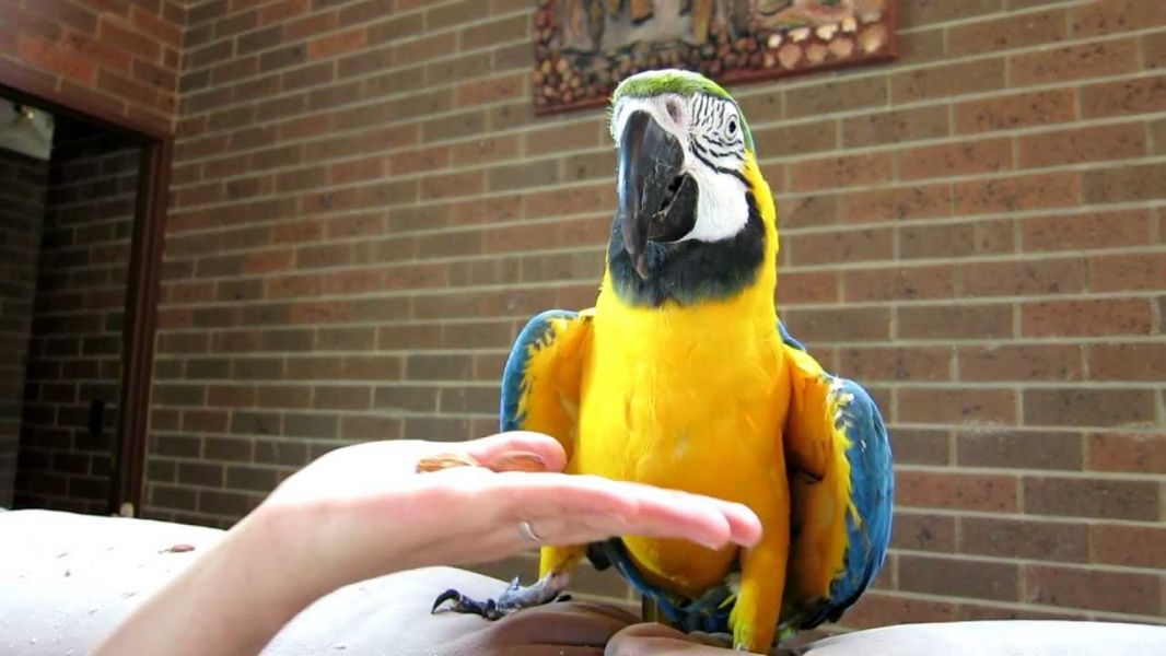  pappagallo ara ararauna