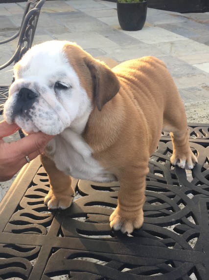 Regalo Bulldog inglese cuccioli disponibili