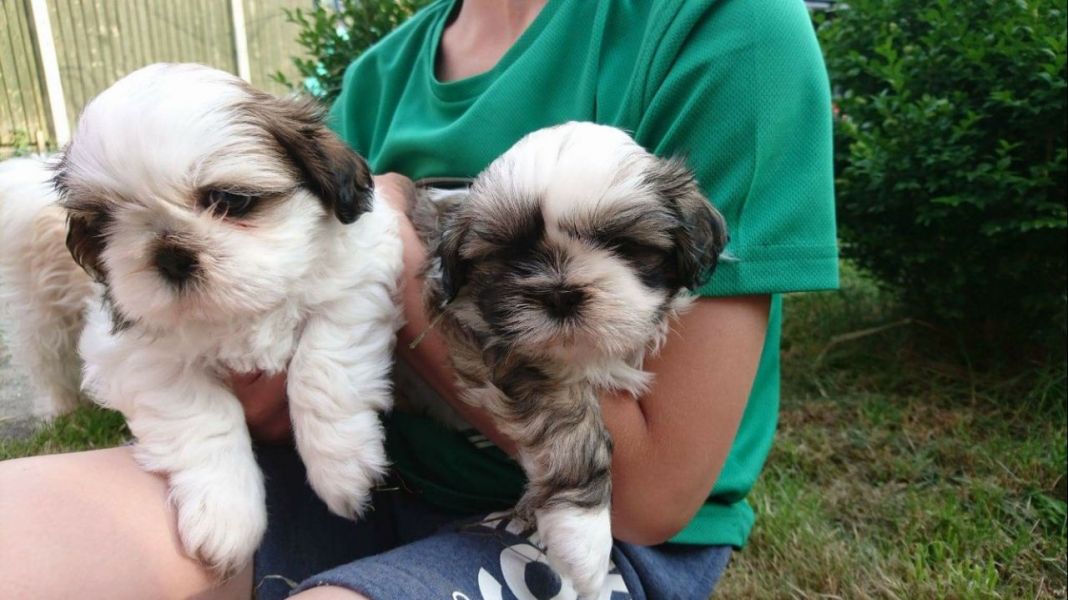 Regalo Cuccioli di Shih Tzu  in pronta consegna i cuccioli verranno Dato dopo 90 giorni dalla nascit