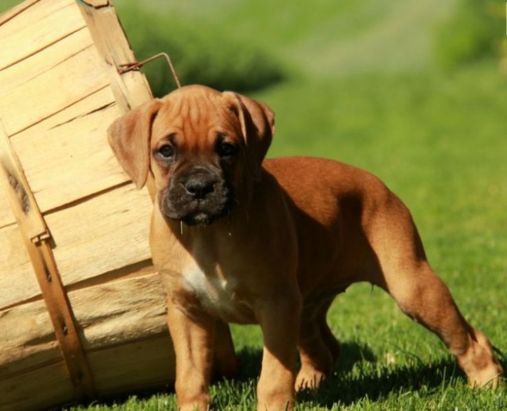 Cuccioli di Boxer ( per regalo )