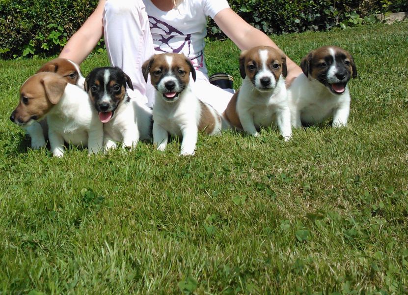 Molto bella e sani  cuccioli di jack russel   per adozione maschi e femmine disponibili (gratis) 