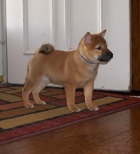  regalo cuccioli di Shiba Inu disponibili per l'adozione