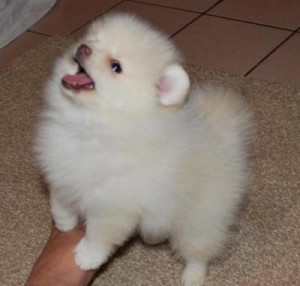  { Regalo Volpino di pomerania (spitz tedesco nano